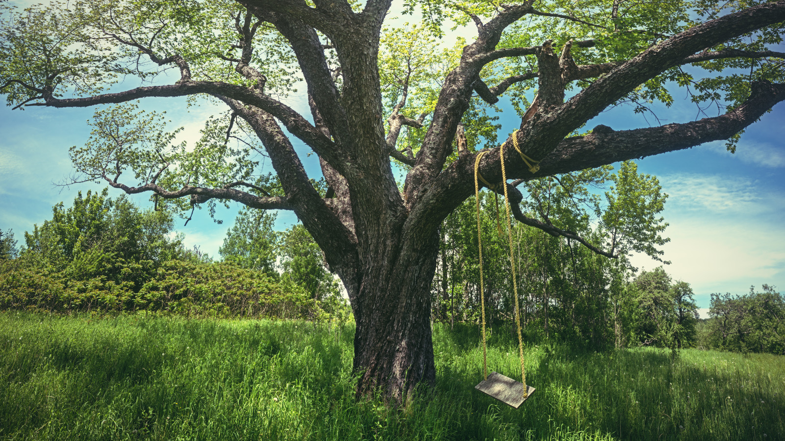 Bring The Backyard Indoors By Memorializing A Tree's Unique Bark