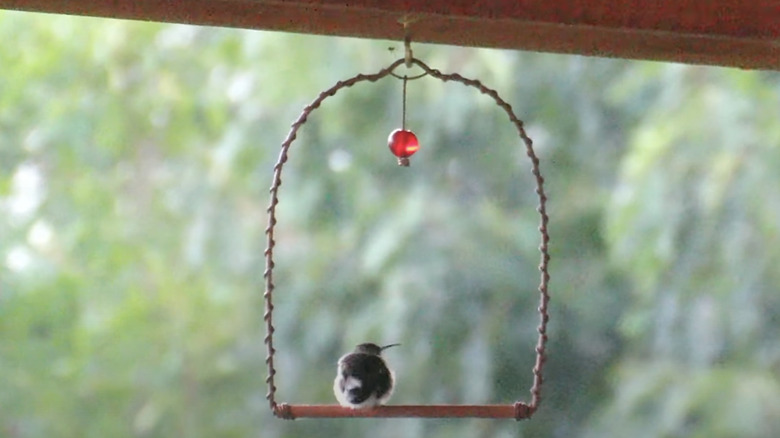 hummingbird sitting on swing