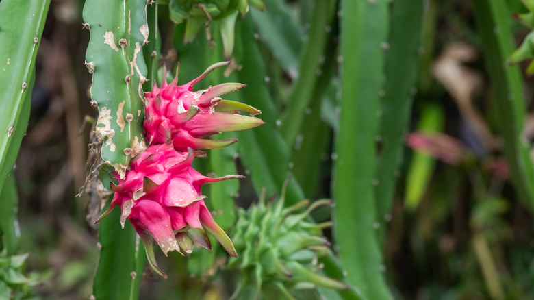 Closeup of a dragon fruit plant with fruit