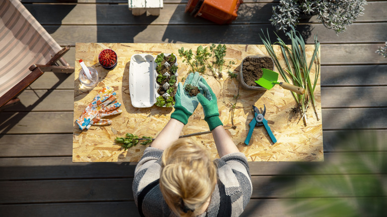 Overhead shot of person planting in a container