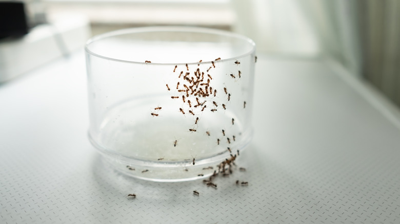 ants crawling on glass