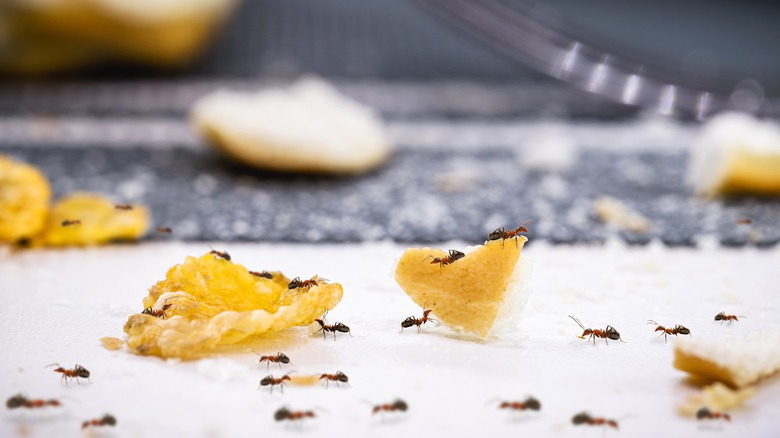 formiche che strisciano sul cibo