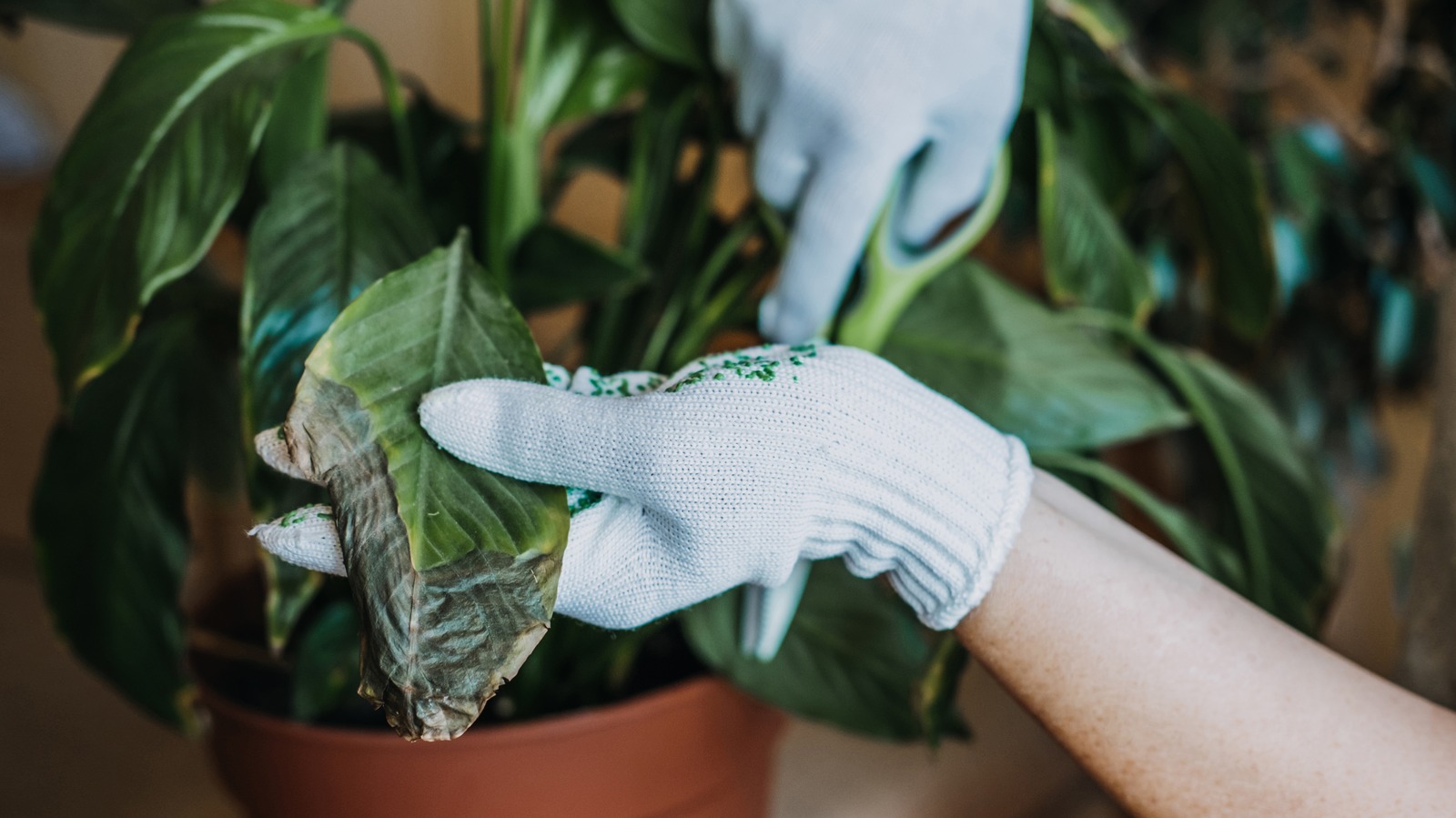 Bring Your Dying Houseplant Back To Life With This Genius Nail Hack