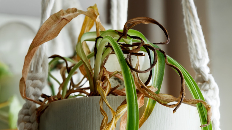 A spider plant that looks like it's been exposed to the cold. It has dead and dried leaves but still a few green ones