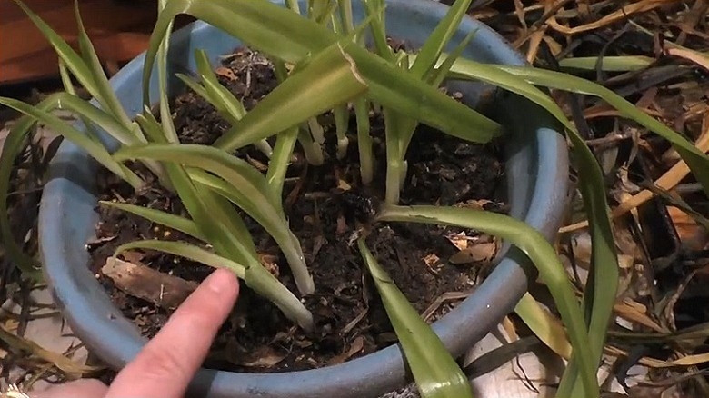 Closeup of a spider plant that has had all the dead foliage removed and is still showing lots of new growth