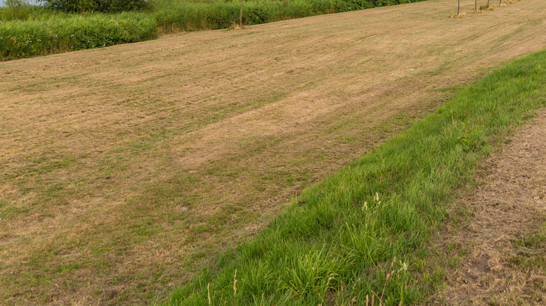 sunburnt grass in field