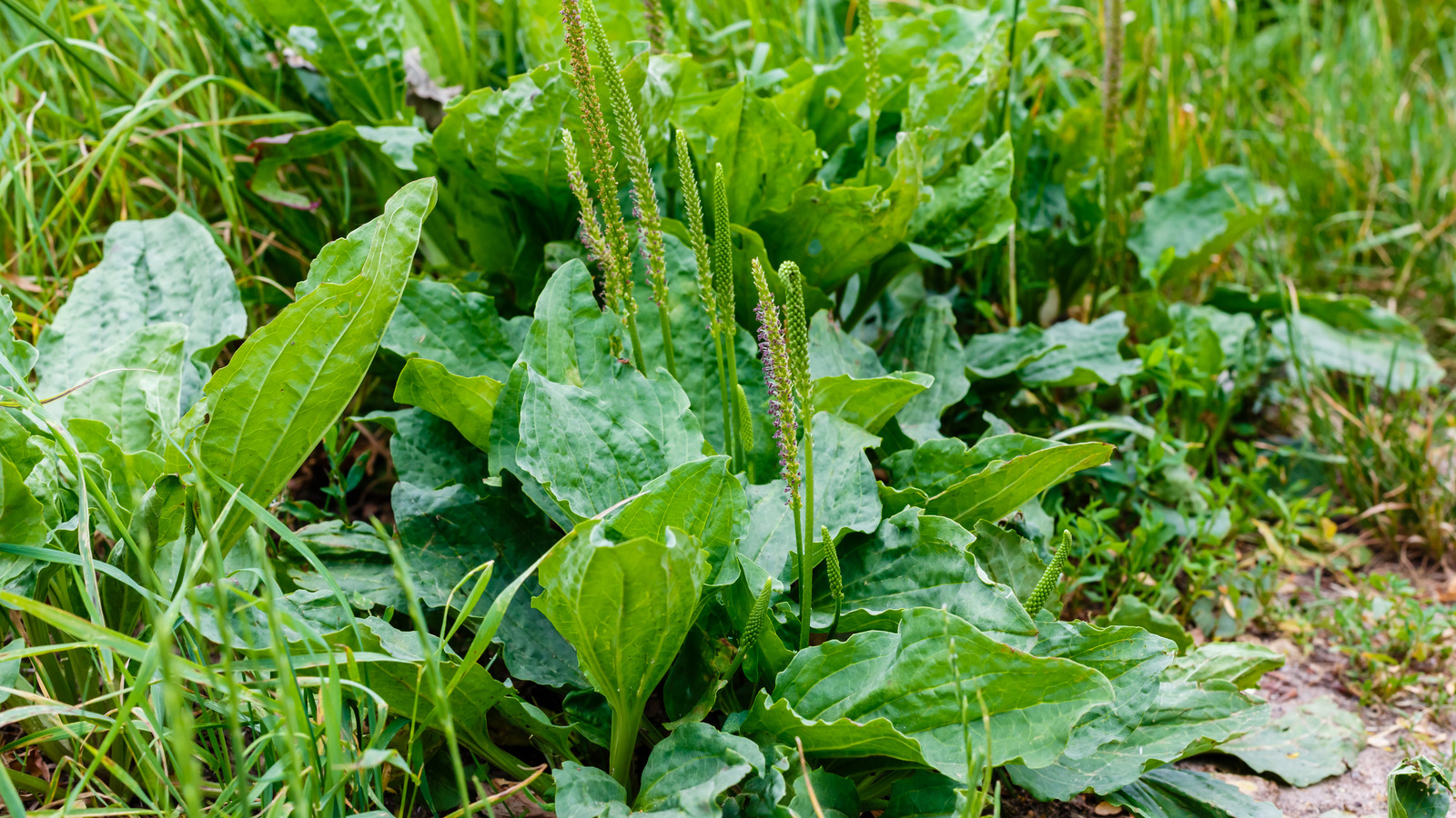 Broadleaf Plantain How To Keep The Weed Out Of Your Lawn