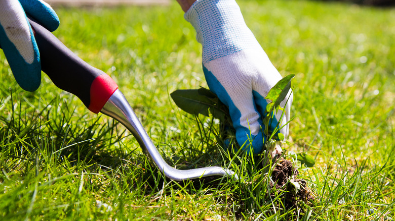 pulling weed in yard using tool