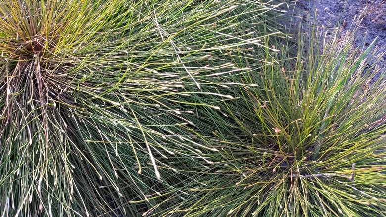 Fiber optic grass starting to fade
