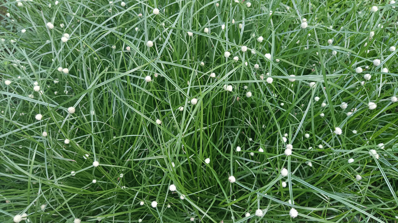 Fiber optic grass in the garden