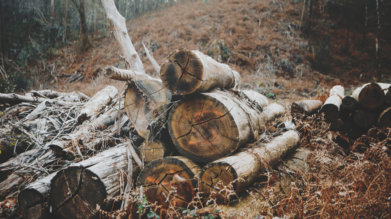 Wood logs in forest