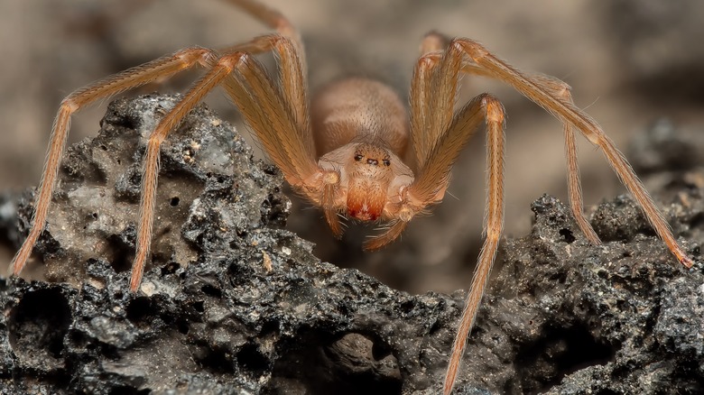 Brown recluse spider on rock