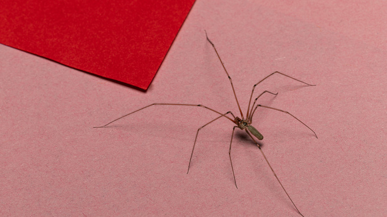 Cellar spider on a pink surface with a red paper nearby