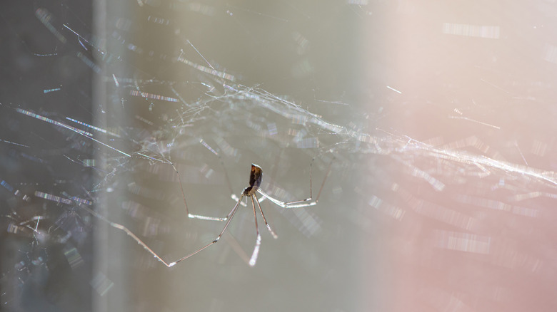 A cellar spider hanging upside down from its web