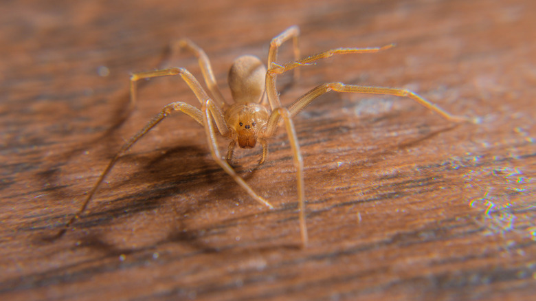 A brown recluse spider is moving on a wood surface