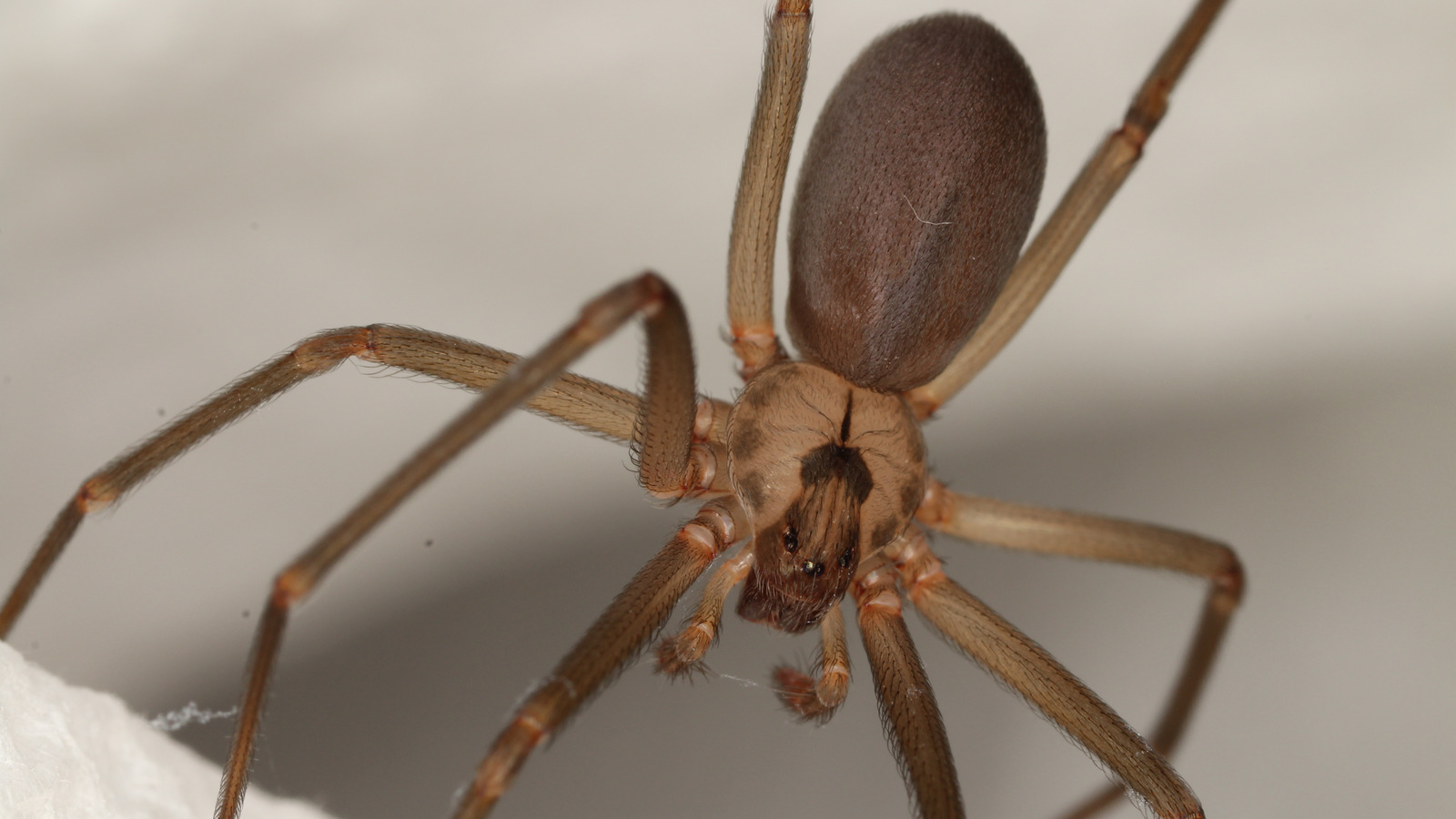Brown Recluse Vs House Spider: How To Know Which Pest Is Invading Your Space