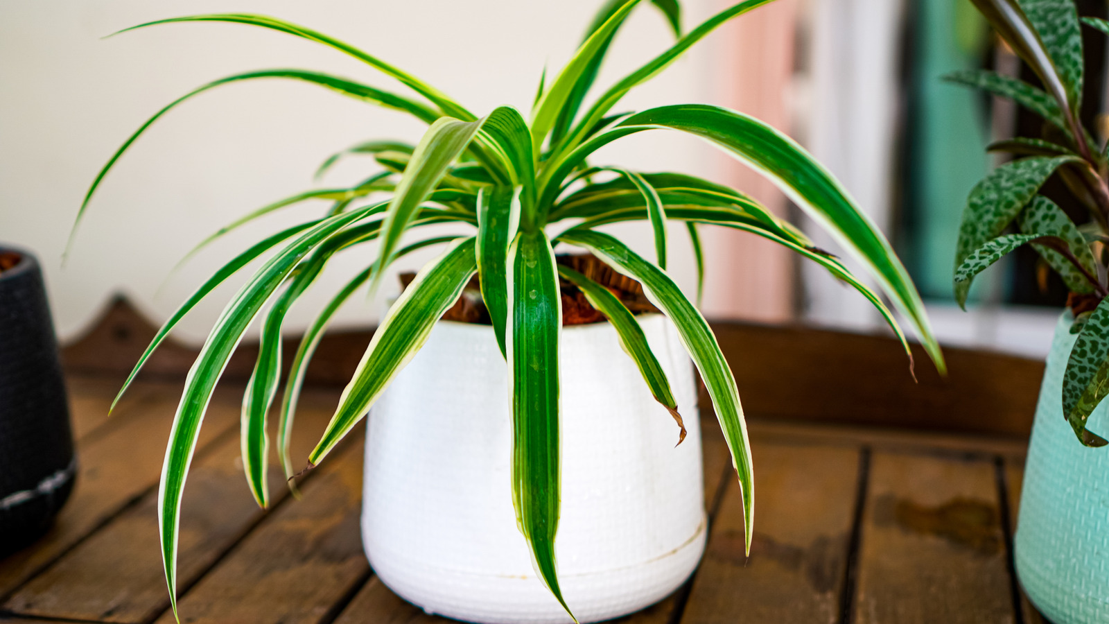 difference between fungi and plants Montessori Living Things Classification: Plants, Animals & Fungi –  montessorikiwi