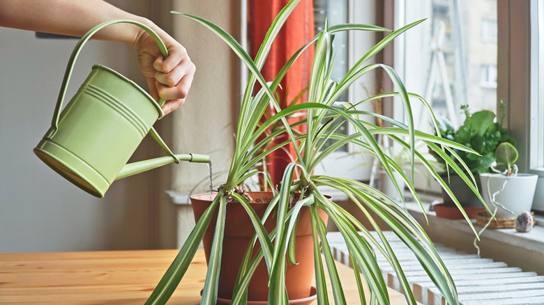 Watering a spider plant by a window
