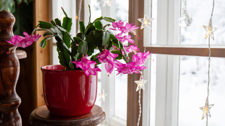 Christmas cactus blooming with pink flowers near a window in winter
