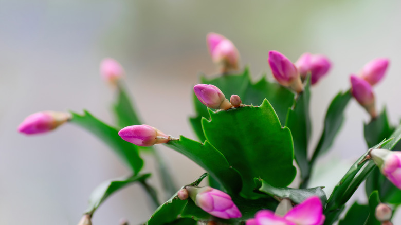 Close up of the pink buds of a Christmas cactus