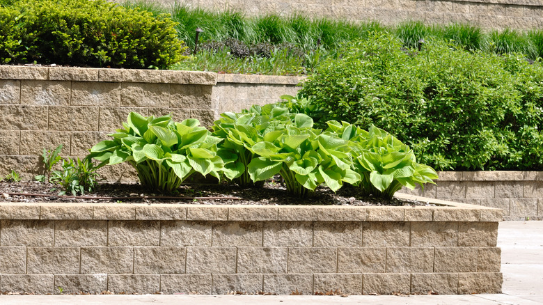 Layered retaining wall with various green plants