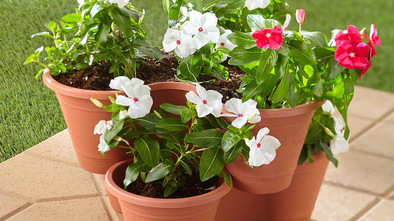 flowers in dollar tree planters