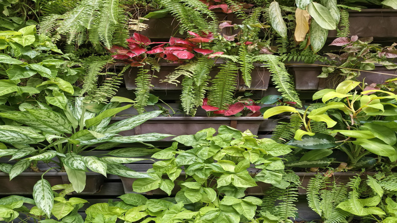 Plants growing in a vertical garden