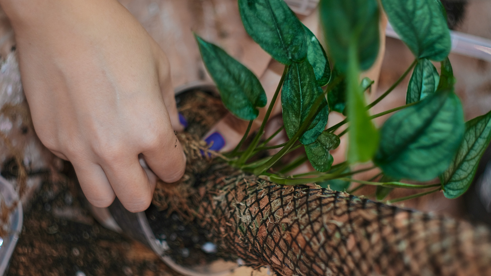 Build A Moss Pole To Help Your Plants Thrive With This Genius Pool