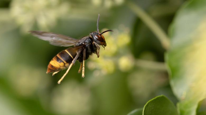 A bee flying through a garden