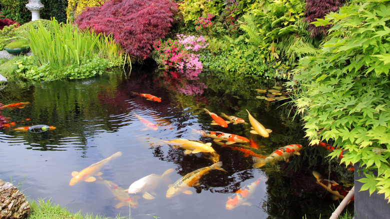 koi fish pond