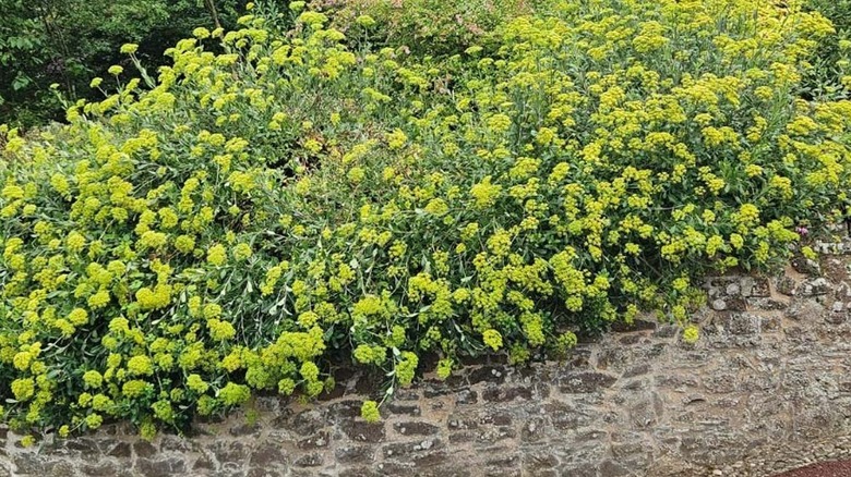 A bush of bupleurum growing as a border plant in a raised garden bed.