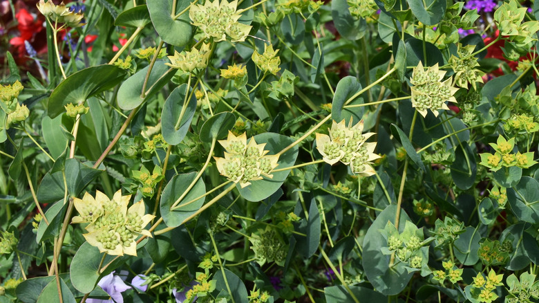 Dainty yellow bupleurum flowers surrounded by its green foliage.