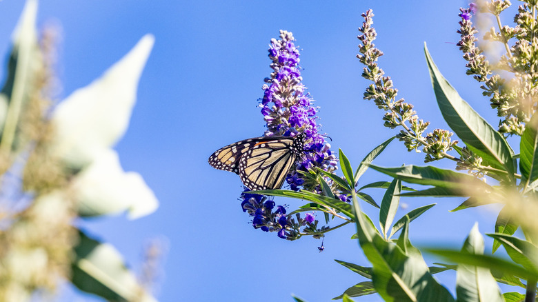 A butterfly on the purple flower of a chaste tree