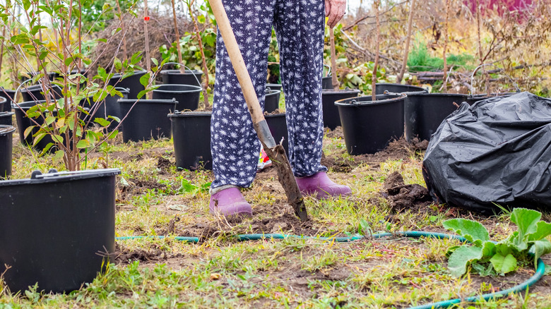 Gardener getting ready to plant trees in their yard