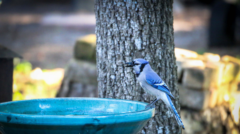 blue bird on a blue bird bath near a tree