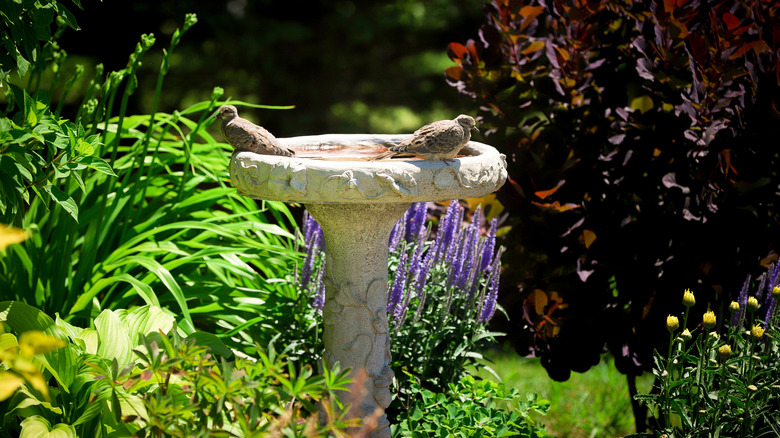 A pair of birds bathing in a concrete bath in a flower garden.