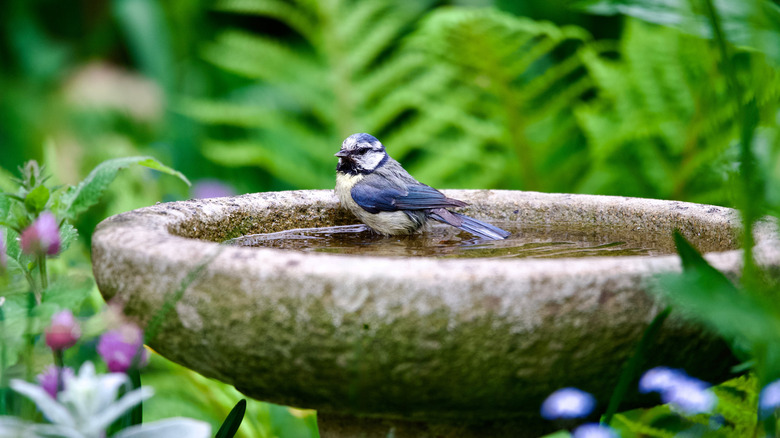 A classic stone bird bath with a bird on it