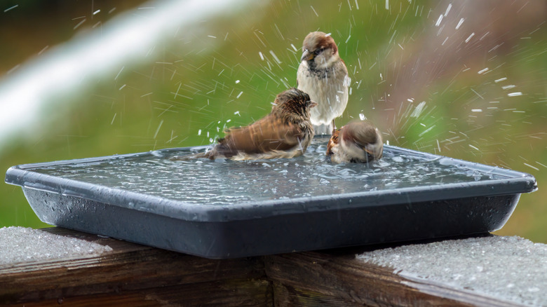 A group of birds in a plastic bird bath