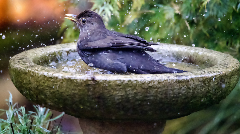 A blackbird enjoying a DIY concrete bird bath