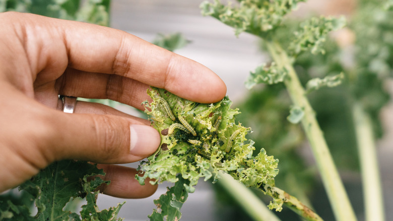 A hand is holding a kale leaf full of caterpillars and insect holes