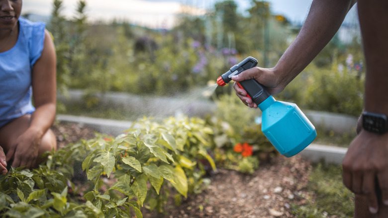 A person using a spray bottle to spray plants outdoors