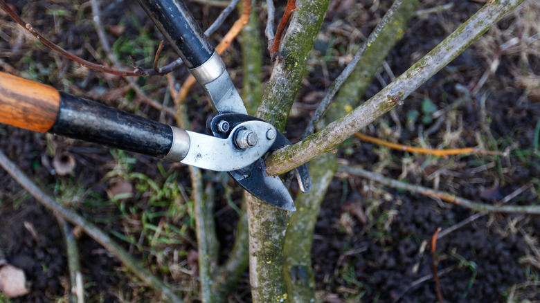 Cutting a thicker branch with loppers.