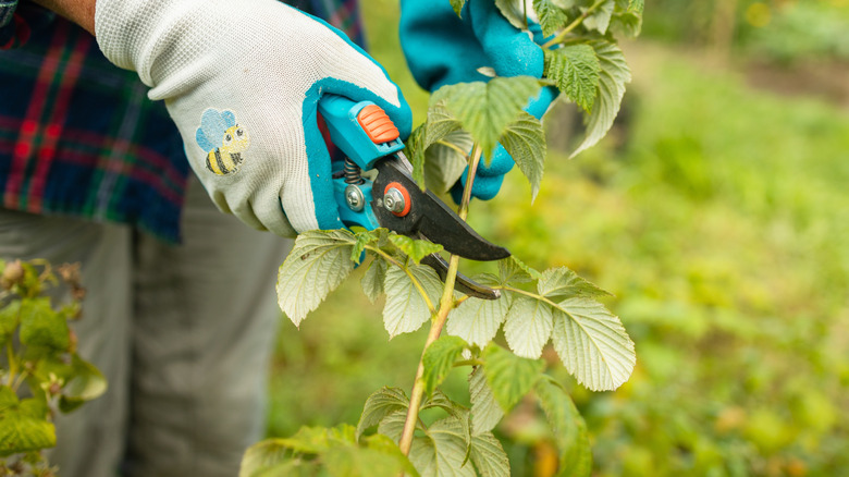 A person with gloves using bypass pruning shears to trim a raspberry plant.
