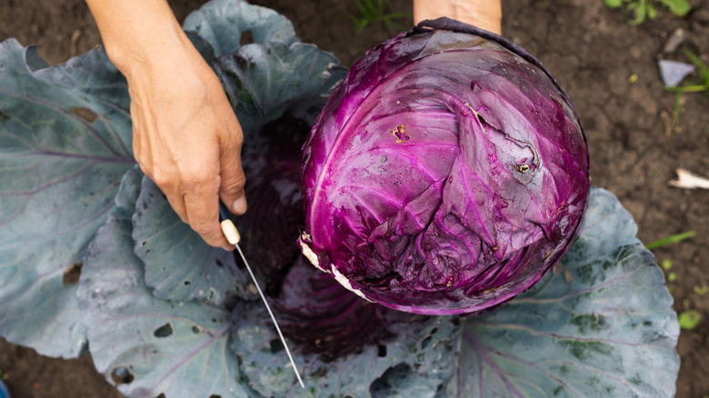 Person harvesting a head of red cabbage