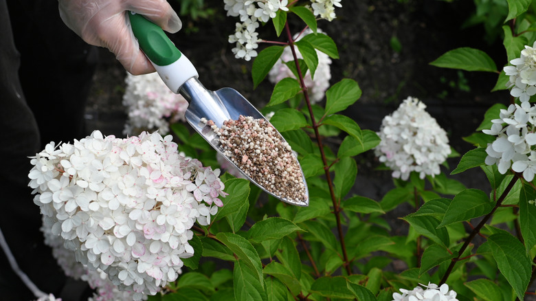 A person holding a trowel full of soil amendment near a hydrangea bush