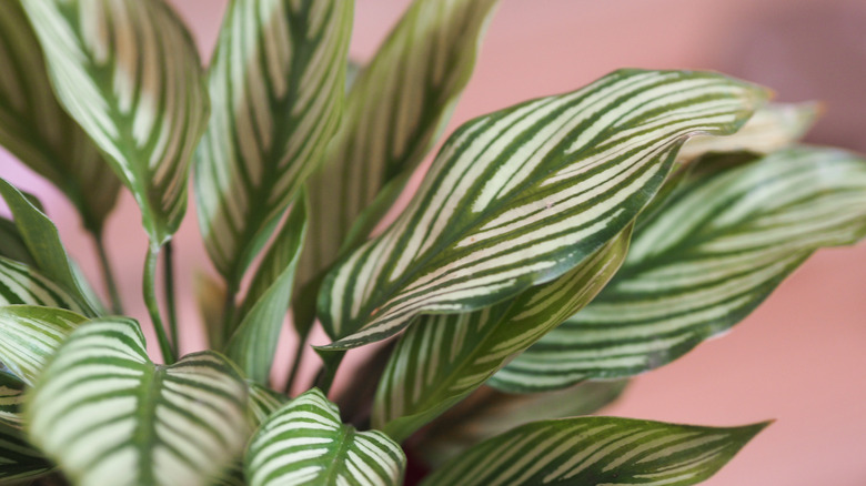 Calathea vittata against pink background