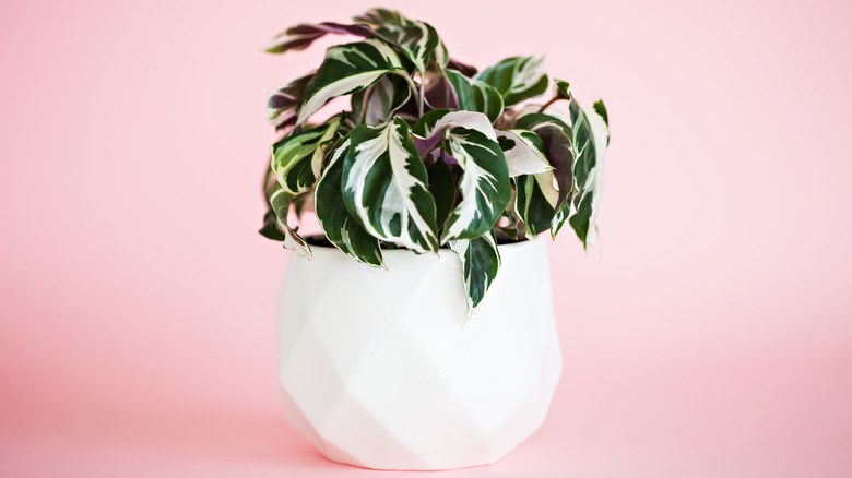 Calathea in a white pot