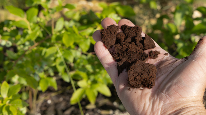 someone holding coffee grounds in a garden bed