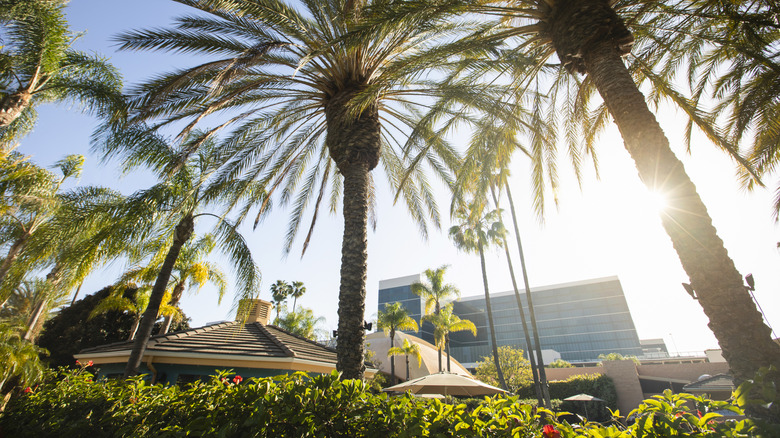 Top of homes in California surrounded by palm trees