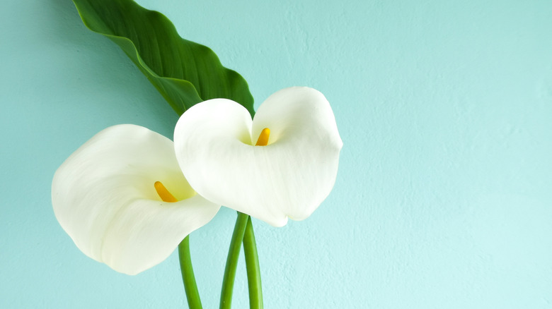 Pair calla lilies